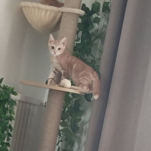 Fantome, chaton à l'adoption #2