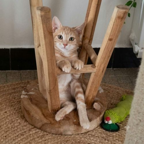 Fantome, chaton à l'adoption #4