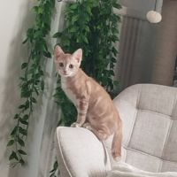 Fantome, chaton à l'adoption #3