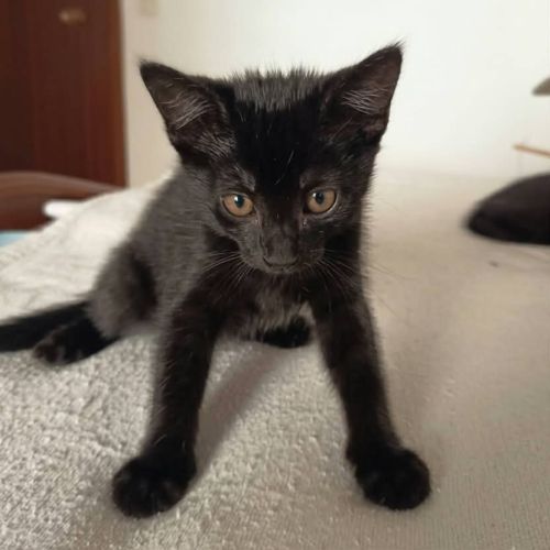 Filou, adorable chaton à l'adoption #1