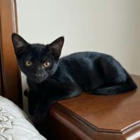 Filou, adorable chaton à l'adoption