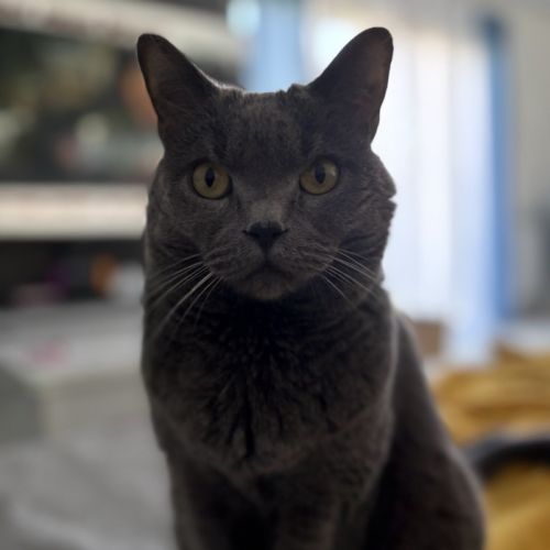 Cherche famille pour chartreux de 9 ans