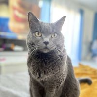 Cherche famille pour chartreux de 9 ans #1