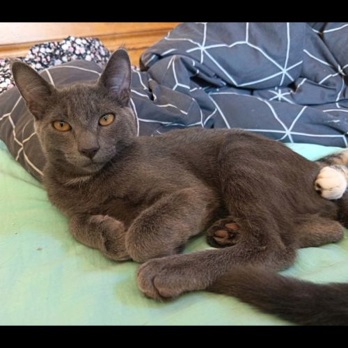 Grisou, adorable chaton à l'adoption