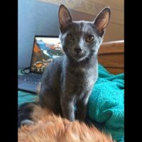 Grisou, adorable chaton à l'adoption #1