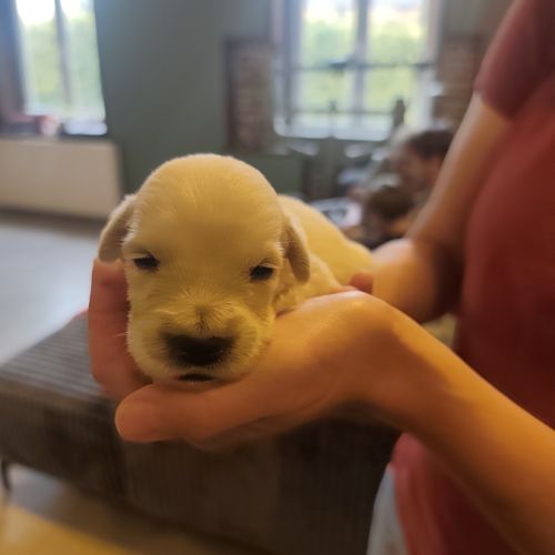 Chiots golden retriever #1