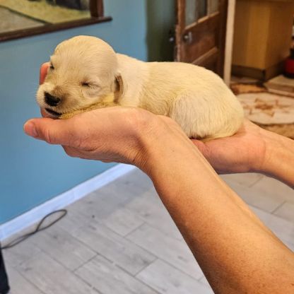 Chiots golden retriever #2