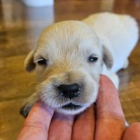 Chiots golden retriever