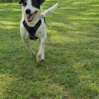 Vador l'adorable petit guerrier tripatte #7