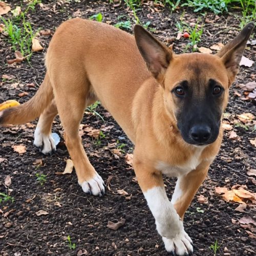 Isis la mini croisée malinoise #10