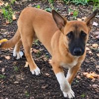 Isis la mini croisée malinoise #10