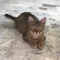 Cocotte, adorable jeune chatte à l'adoption