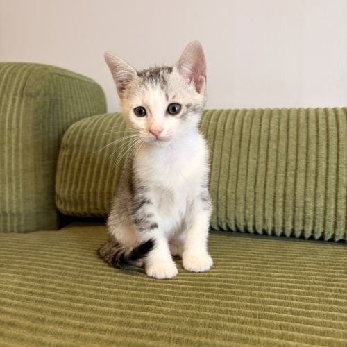 Tsuki, adorable chaton à l'adoption #1