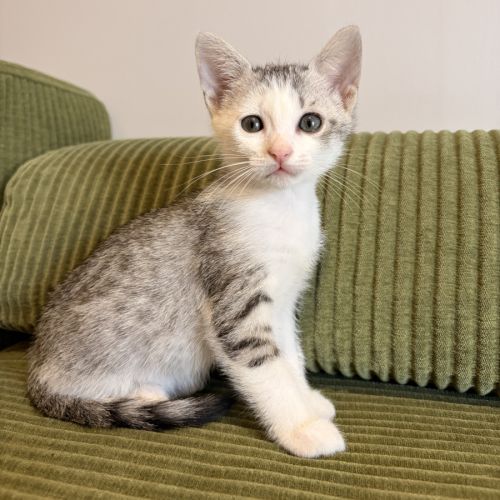 Tsuki, adorable chaton à l'adoption