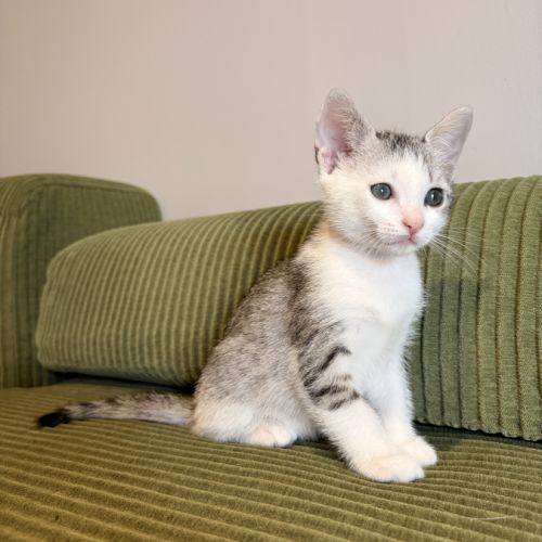 Tsuki, adorable chaton à l'adoption #3