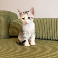 Tsuki, adorable chaton à l'adoption #1