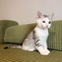 Tsuki, adorable chaton à l'adoption #3