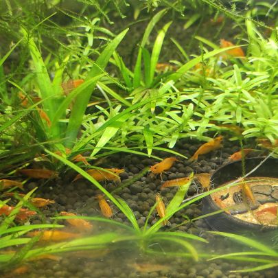 Crevettes orange sakura #3