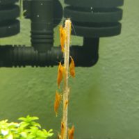 Crevettes orange sakura