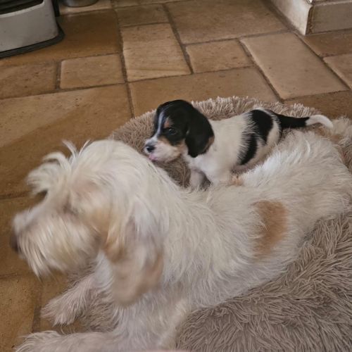 Chiot femelle petit basset griffon vendéen #5