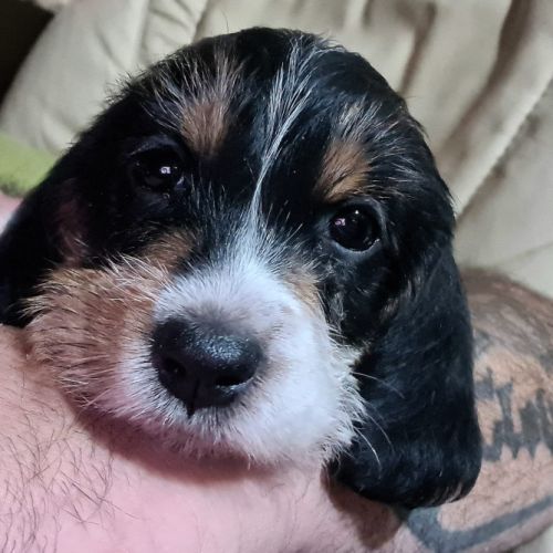 Chiot femelle petit basset griffon vendéen #6