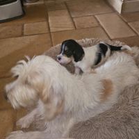 Chiot femelle petit basset griffon vendéen #5