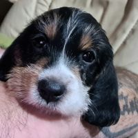 Chiot femelle petit basset griffon vendéen #6