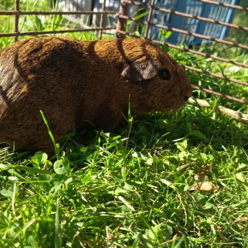 Cochon d'inde mâle pl #2