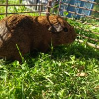 Cochon d'inde mâle pl #2