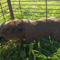 Cochon d'inde mâle pl #3