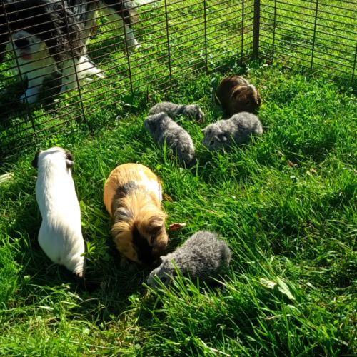 Cochon d'inde mâle himalayen #1