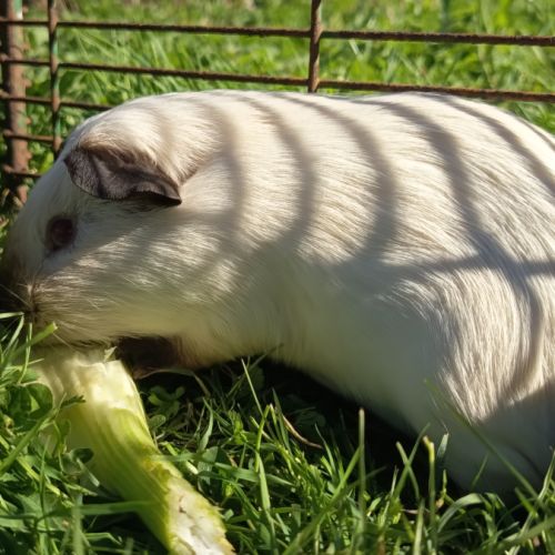 Cochon d'inde mâle himalayen #4
