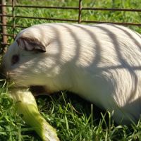 Cochon d'inde mâle himalayen #4