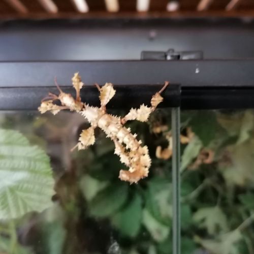 Phasmes scorpion males femelles