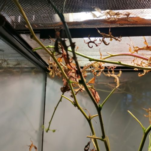 Phasmes scorpion males femelles 10 phasmes #2