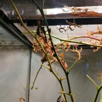 Phasmes scorpion males femelles 10 phasmes #2