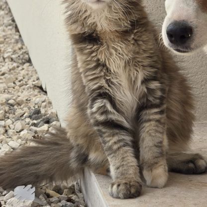 Chatons maine coon loof  2 femelles et 1 mâle #1