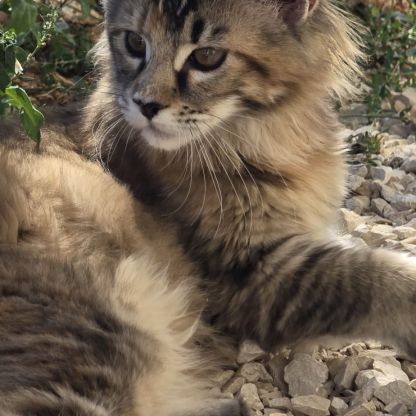 Chatons maine coon loof  2 femelles et 1 mâle #2