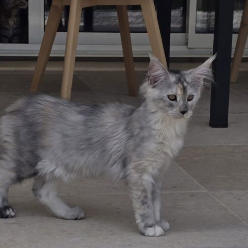 Chatons maine coon loof  2 femelles et 1 mâle #4