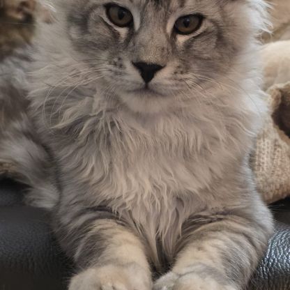 Chatons maine coon loof  2 femelles et 1 mâle