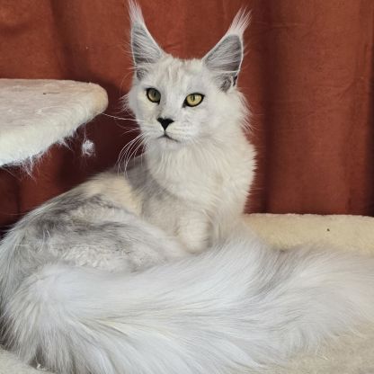 Chatons maine coon loof  2 femelles et 1 mâle #8