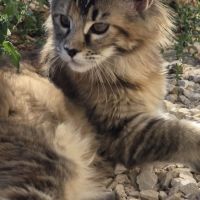 Chatons maine coon loof  2 femelles et 1 mâle #2