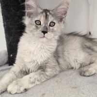 Chatons maine coon loof  2 femelles et 1 mâle #3