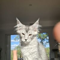 Chatons maine coon loof  2 femelles et 1 mâle #6