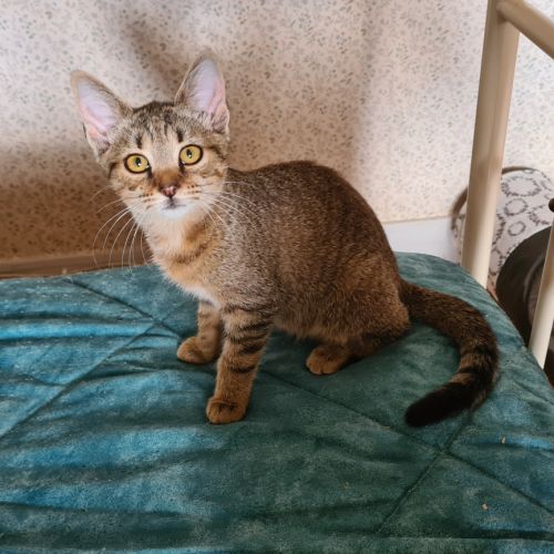 Rhapsodie-adorable chatonne #1
