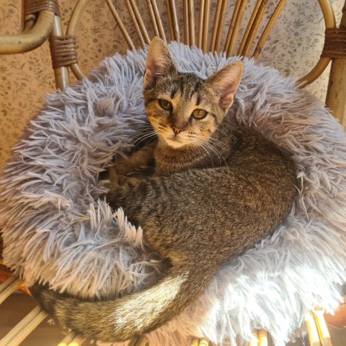 Rhapsodie-adorable chatonne #4