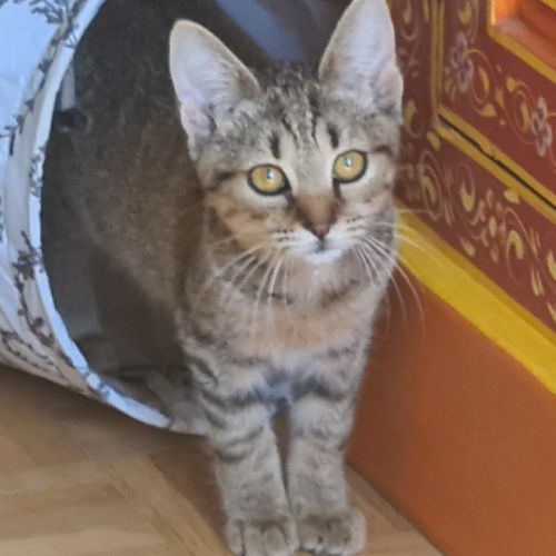 Rhapsodie-adorable chatonne #5