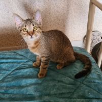 Rhapsodie-adorable chatonne #1