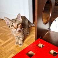 Rhapsodie-adorable chatonne #2