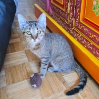 Rhapsodie-adorable chatonne